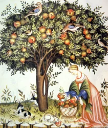 Nova 2644 fol.7v Récolte de grenades amères, de Tacuinum Sanitatis